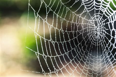 蜘蛛 結網